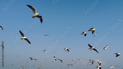 seagulls in flight © kuncron