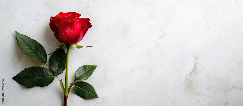A stunning red rosebud with a fragrant leaf stands out against a plain white background. The simplicity of the scene allows the beauty of the rose to take center stage. A stunning red rosebud with a fragrant leaf stands out against a plain white background. The simplicity of the scene allows the beauty of the rose to take center stage.