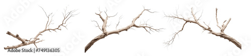 set of tree branches isolated on transparent background
