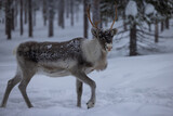 Reindeer in the forrest of  northern Finland in Lapland above the arctic circle, in deep winter and snowing 