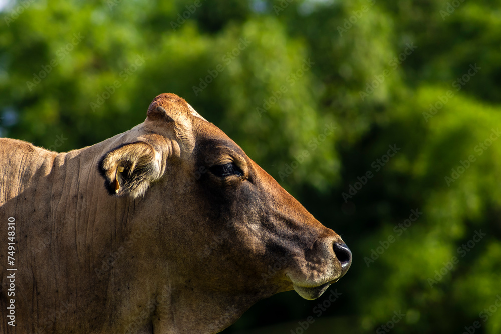 recipient cow used in artificial insemination in a pasture area of a beef cattle farm in Brazil recipient cow used in artificial insemination in a pasture area of a beef cattle farm in Brazil