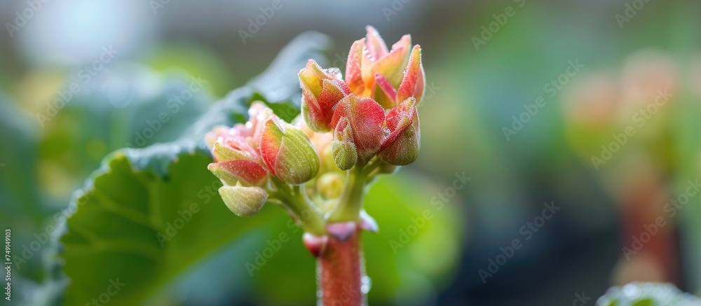 A detailed view of a rhubarb flower growing on a plant in a vegetable garden during the spring season. The flower showcases delicate petals and a central stigma, with surrounding green leaves. A detailed view of a rhubarb flower growing on a plant in a vegetable garden during the spring season. The flower showcases delicate petals and a central stigma, with surrounding green leaves.