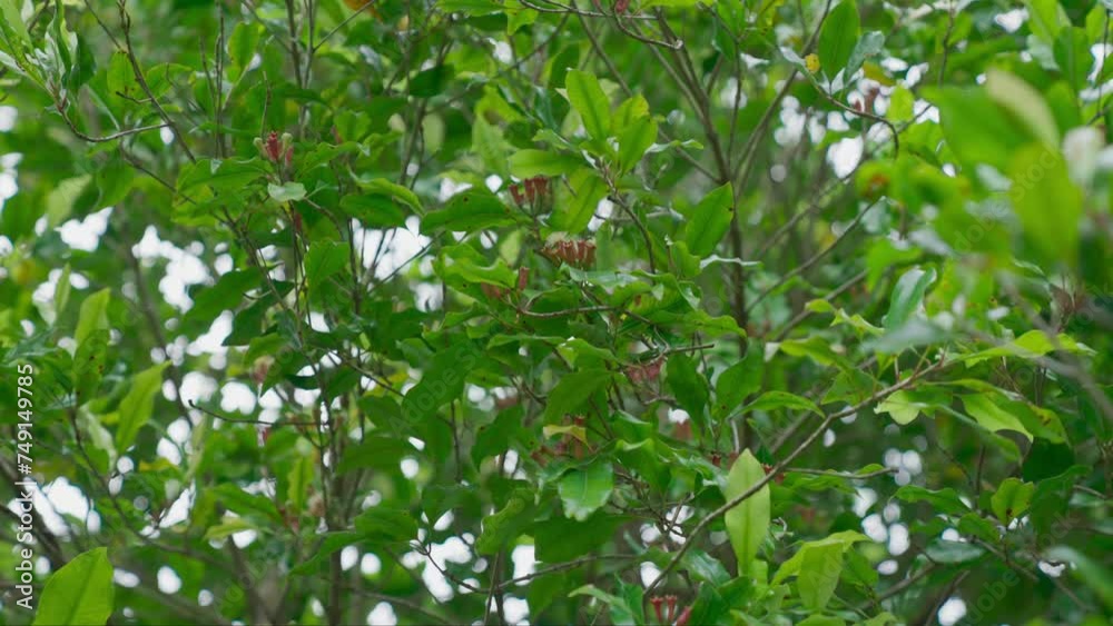Ripe cloves are ready to be harvested Ripe cloves are ready to be harvested