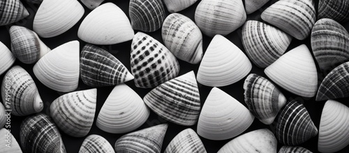 A black and white image showcasing a diagonal pattern of sea shells carefully arranged on a cement wall, creating a textured and visually striking display. © AkuAku