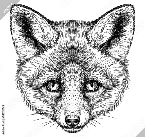 Vintage engraving isolated fox set illustration ink sketch. Wild animal background foxy animal silhouette art. Black and white hand drawn vector image.