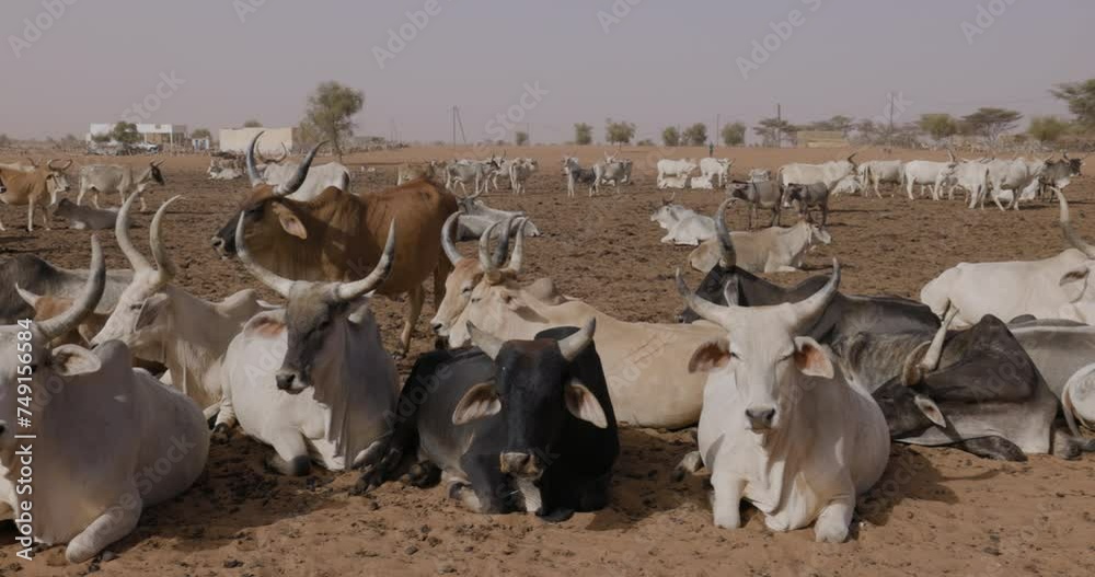 Close-up panning. Fulani cattle lying down in the Sahel, Sahara Desert, North Africa. Drought, Climate Change, Desertification