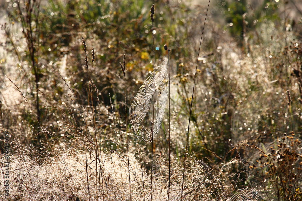 Solar summer morning. Small fragment of a meadow. Wild-growing herbs are decorated a set of webs. In total in drops of scintillating dew. Solar summer morning. Small fragment of a meadow. Wild-growing herbs are decorated a set of webs. In total in drops of scintillating dew.