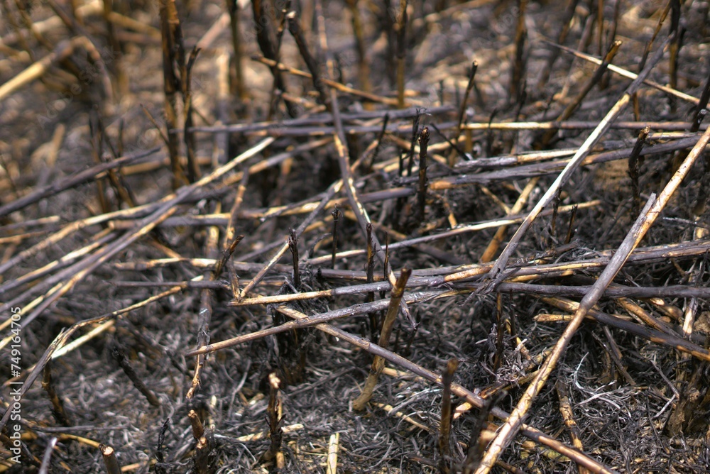 Illustration of burnt field, ash from grass burn