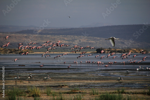 flamingos in the shallow water of lake natron in Tanzania