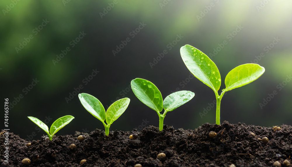 Young green sprouts emerge from dark, rich soil, against a soft-focus background, symbolizing new life and growth. Young green sprouts emerge from dark, rich soil, against a soft-focus background, symbolizing new life and growth.