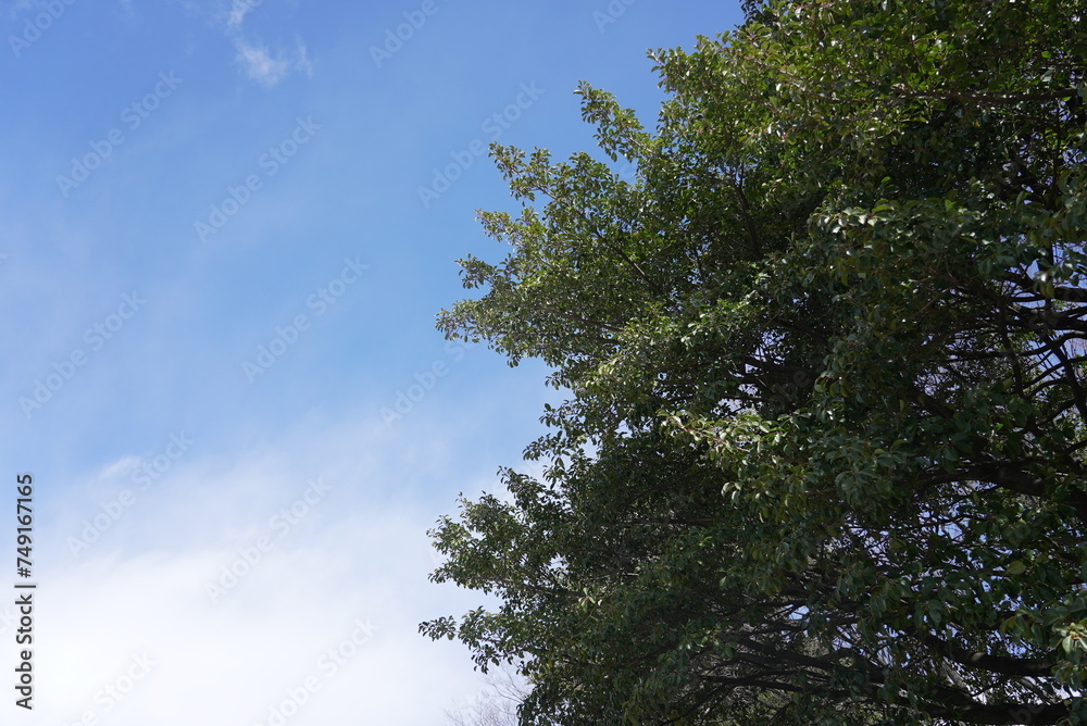 Obraz premium 荒子公園 梅まつり 春