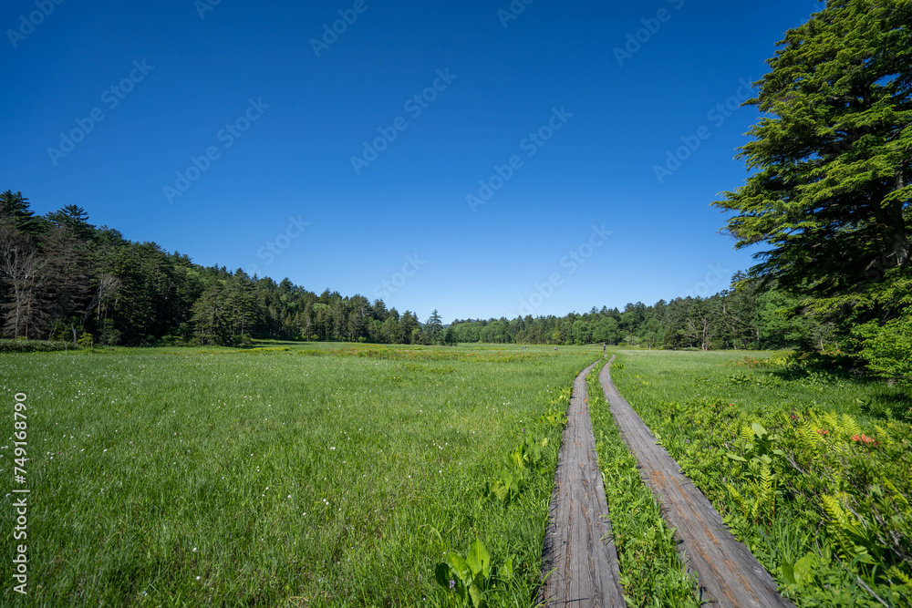 Obraz premium 初夏の尾瀬ヶ原