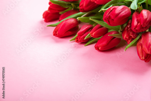 Rich bouquet of red tulips on pink background. Beautiful festive business card or certificate for congratulation text with copy space. Hello spring. Happy Valentine Day February 14. Woman day March 8