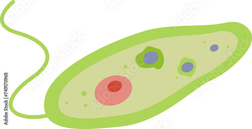 Euglena microorganism