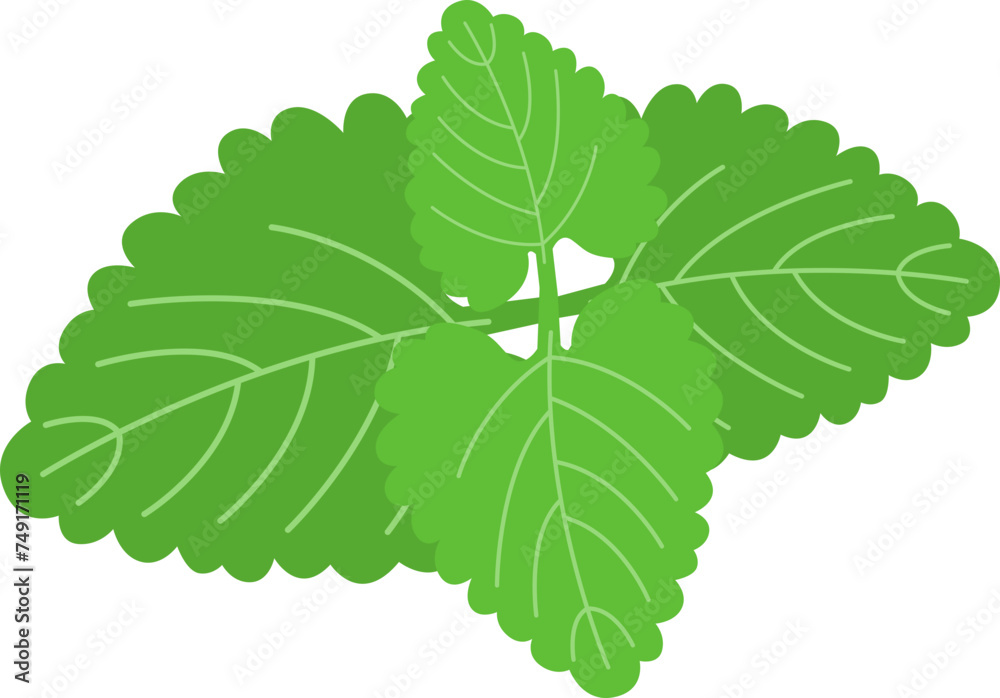 Fototapeta premium Herbal catnip leaves