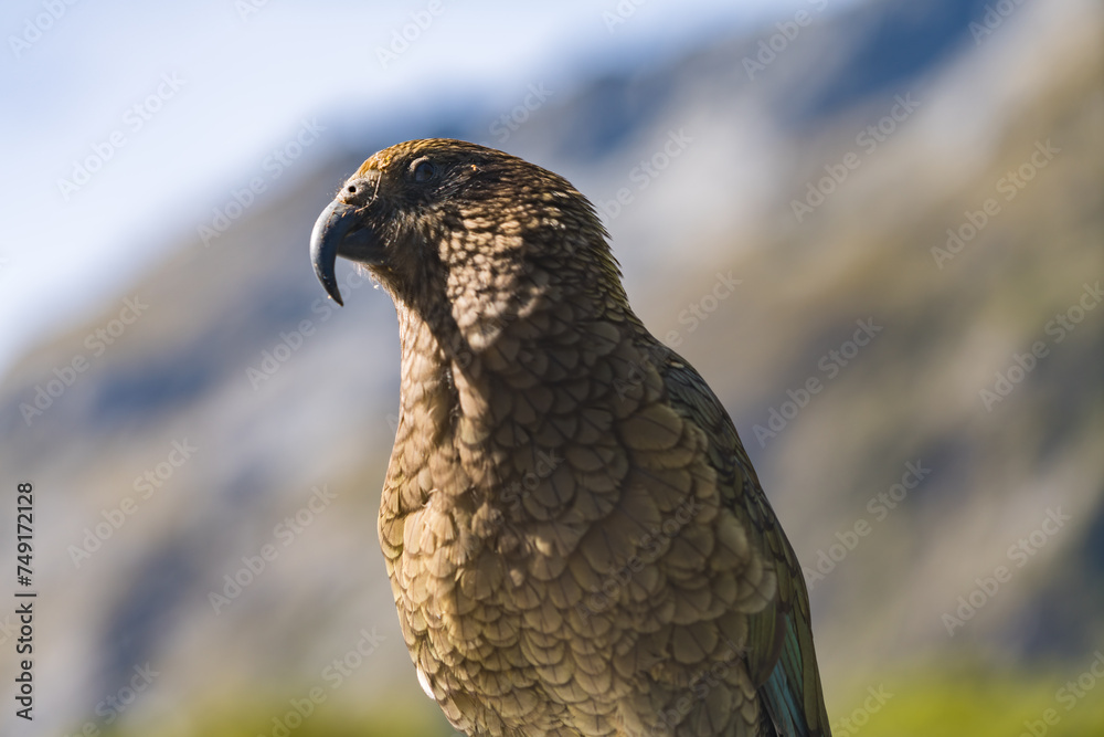 Obraz premium ミルフォードサウンドのケア