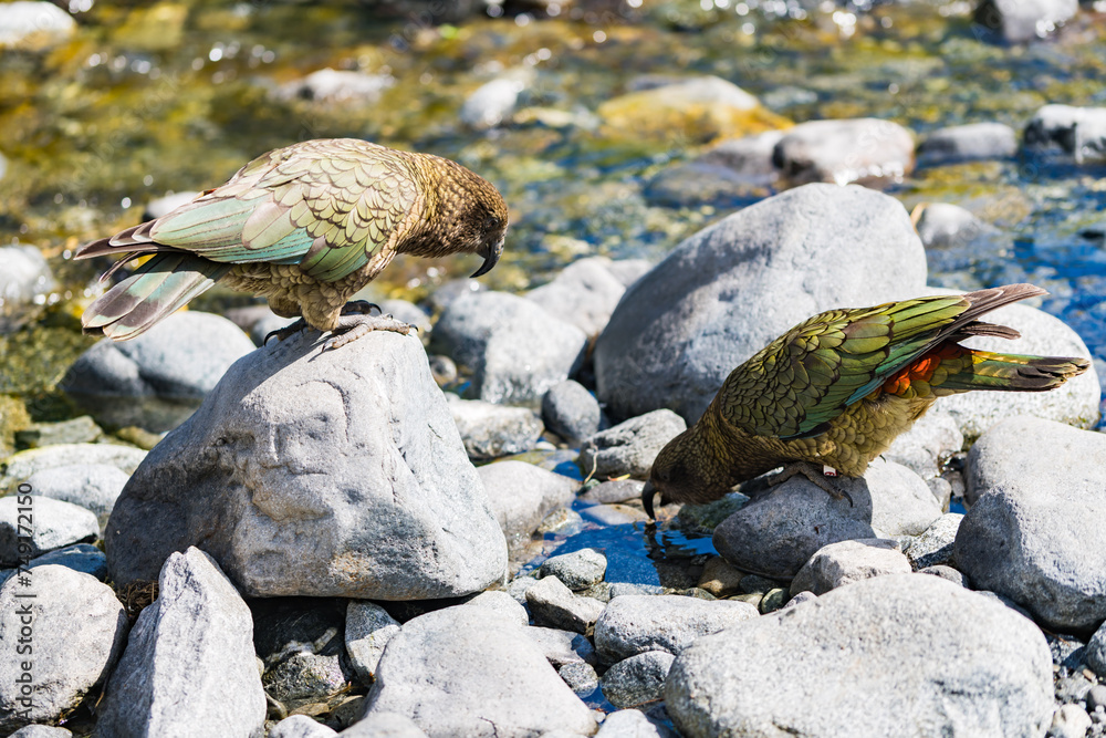 Fototapeta premium ミルフォードサウンドの二匹のケア
