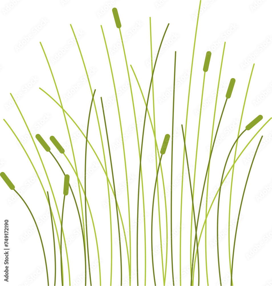 Fototapeta premium Green grass weeds