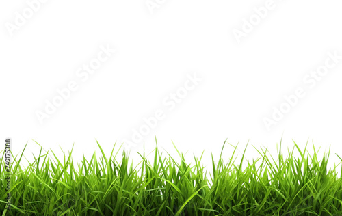 green grass isolated on white background © Coca