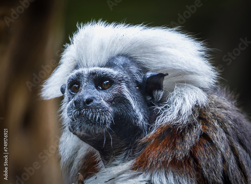 cotton-top tamarin. photo