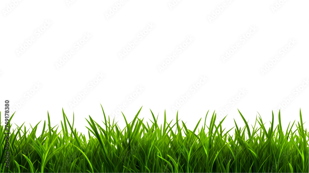 green grass isolated on white background green grass isolated on white background
