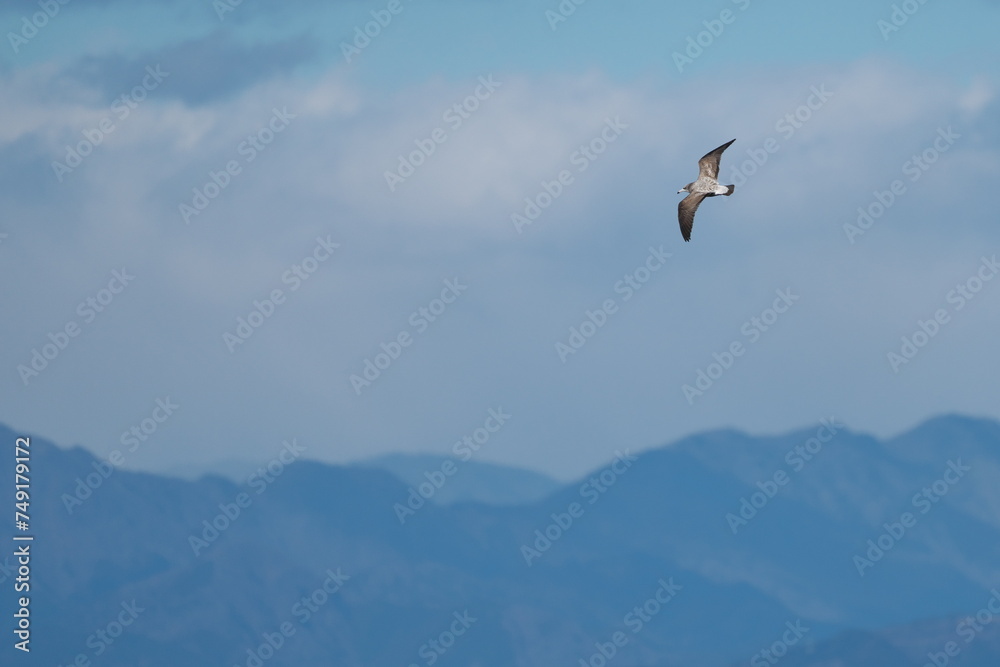 箱根の山を背景に西伊豆の空を舞うウミネコ