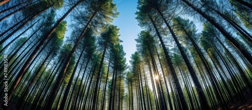 This wide-angle view captures the towering pine trees of a forest as seen from ground level  showcasing the dense foliage and serene atmosphere of the woodland.