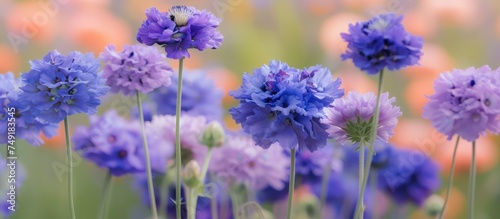 A cluster of purple and blue flowers  belonging to the Scabiosa genus  blooms vibrantly in a field under the bright sunshine.