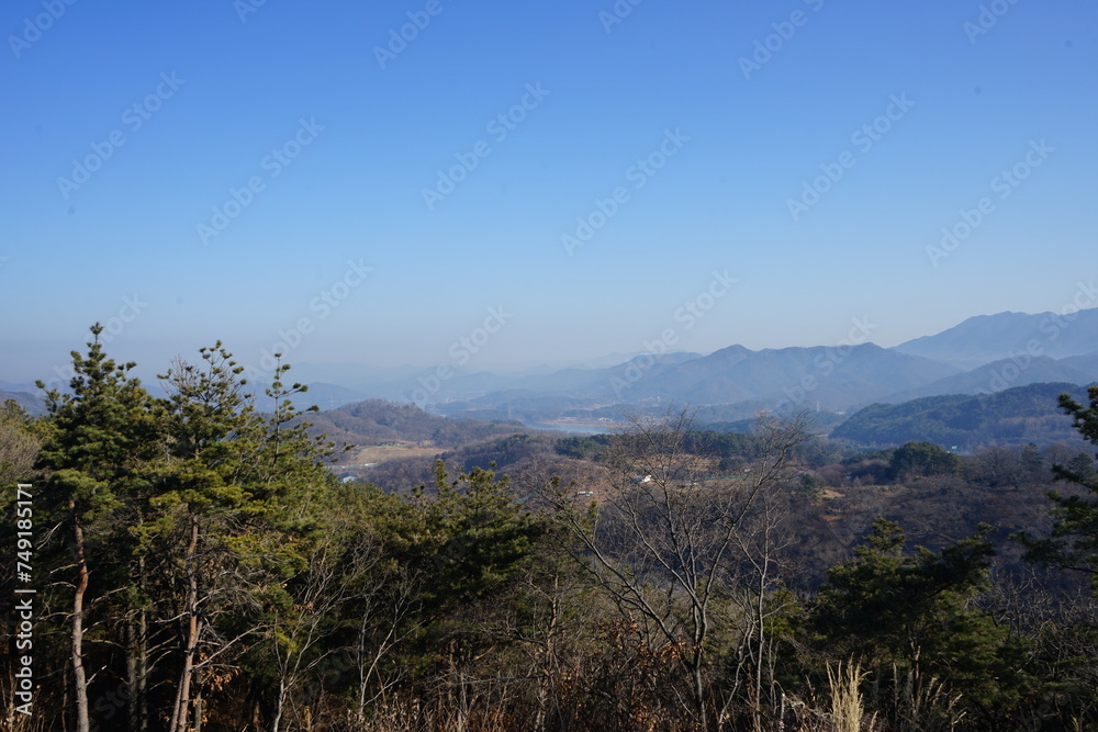 Fototapeta premium forest in the mountains