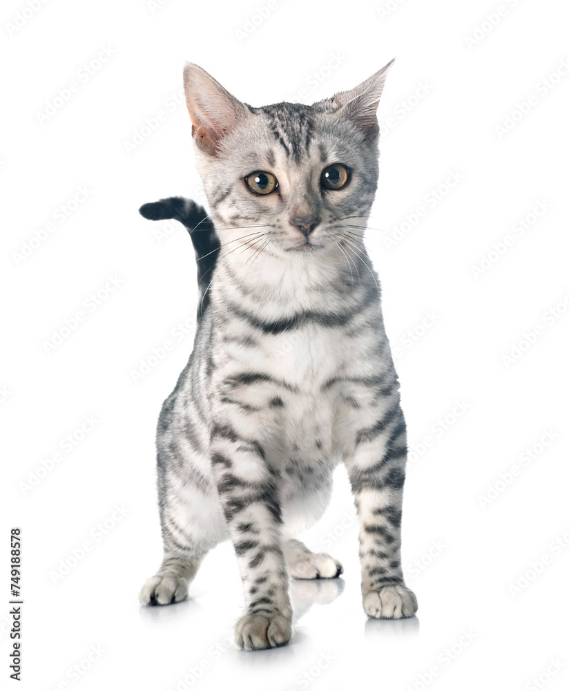 bengal kitten in studio bengal kitten in studio