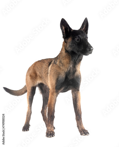 malinois in studio