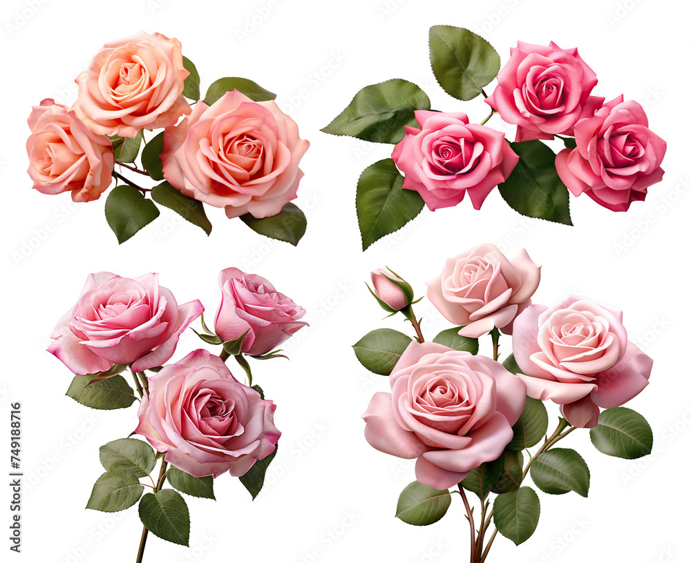 Set of beautiful pink roses in full bloom, with soft petals and green leaves, cut out