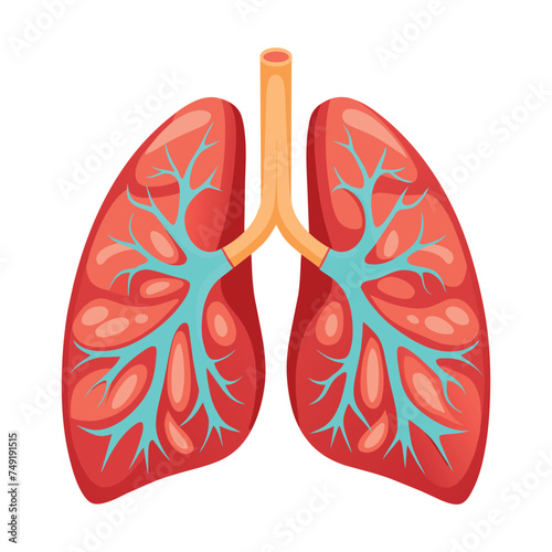Anatomical Human Lungs Illustration on White Background