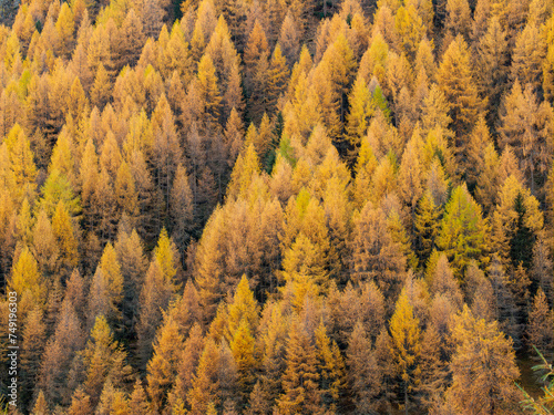 Yellow larch forest in autumn in Switzerland. photo