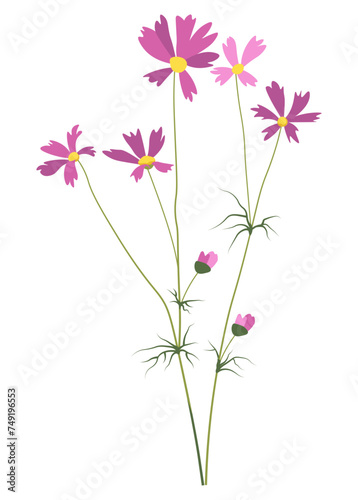 Daisy flower in blossom, Bergenia or Cosmos vector