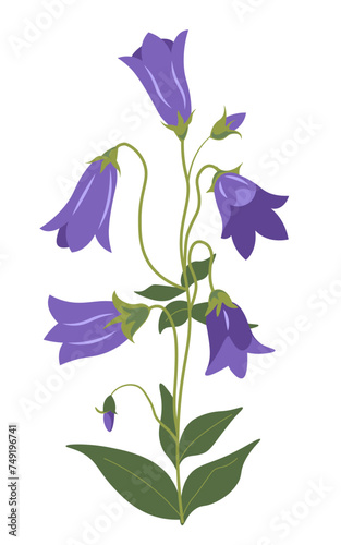 Bellflower plant, Campanula in blossom vector