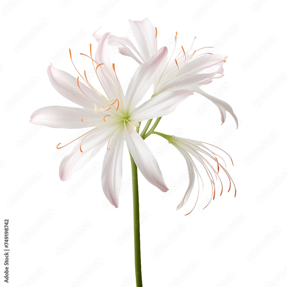 Spider Lily isolated on transparent background