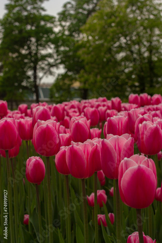Garden of pink tulips in spring. Beautiful May flowers blooming in park. Vertical botanical photo
