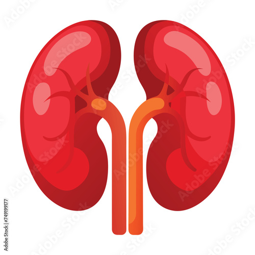 Human Kidneys Illustration on White Background