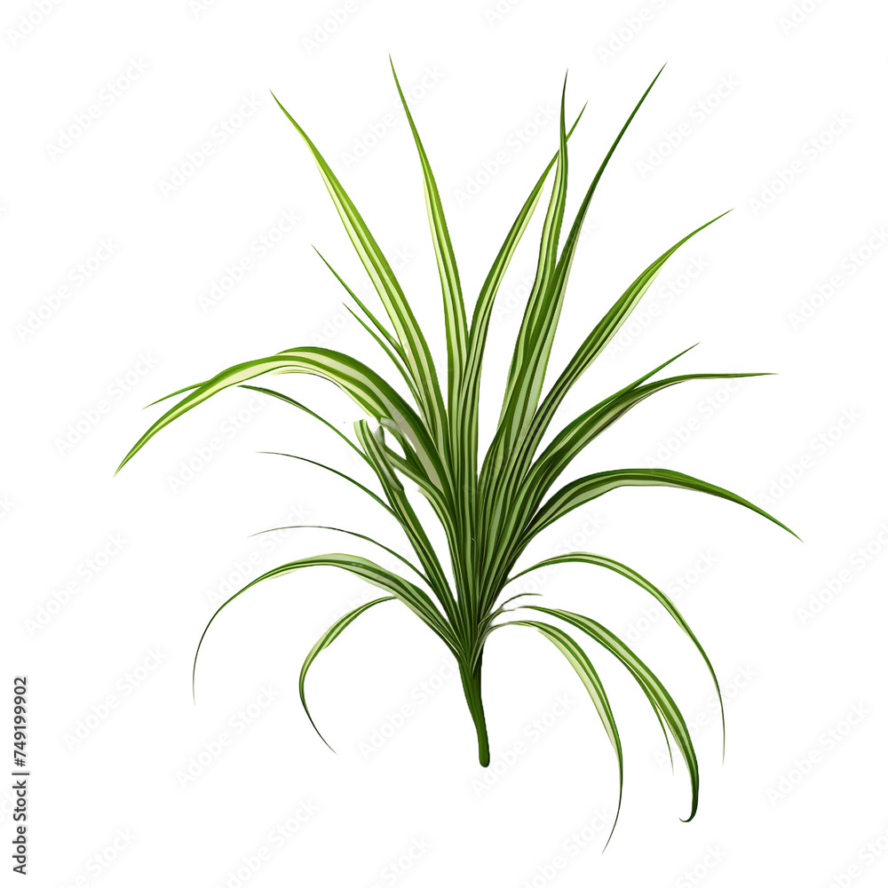 Spider Plant Chlorophytum Comosum isolated on transparent background Spider Plant Chlorophytum Comosum isolated on transparent background