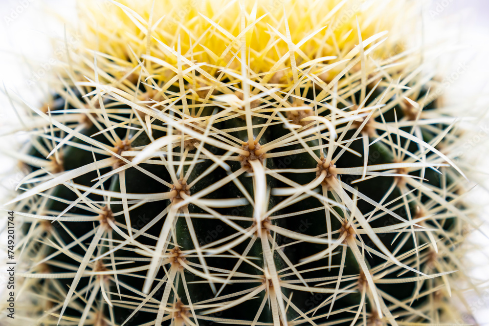 Cactus Gruzon, large needles. Close-up. Cactus Gruzon, large needles. Close-up.