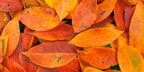 Autumn Leaves Background