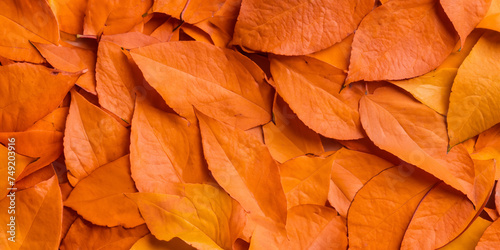 Autumn Leaves Background