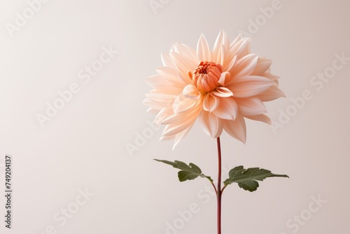 Single flower isolated against a pastel wallpaper background, copy space close up © Radmila Merkulova