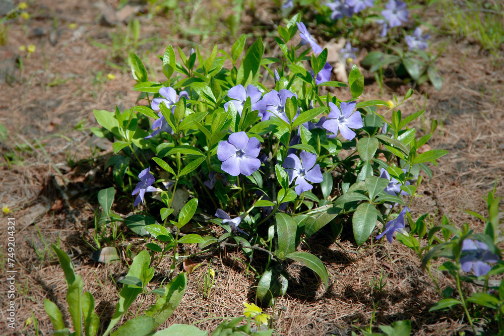 Periwinkle is a small flower. Spring flower is used in landscape design. Close-up. Selective focus. Periwinkle is a small flower. Spring flower is used in landscape design. Close-up. Selective focus.