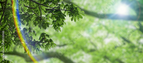 さわやかな自然　新緑の緑と森の木々の葉　太陽とレンズフレアの背景壁紙　森林・山・アウトドア・キャンプ・旅行・行楽 photo