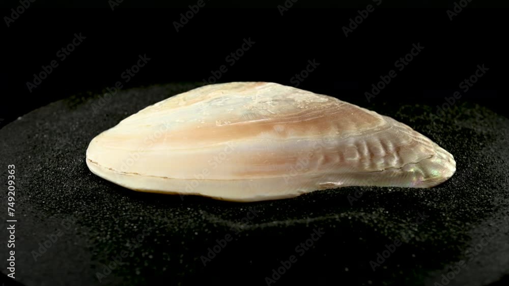 Sea pearl oyster shell on a black sand 4K