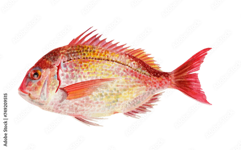 チダイ　手描き水彩画