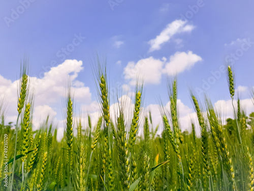Triticum aestivum field with blue sky and white cumulus clouds background in summer Wheat green plants crop field growing in sun also known common wheat or bread wheat 