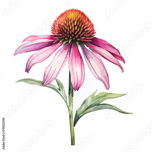 watercolor vector of a Purple Coneflower (Echinacea purpurea), isolated on a white background, Drawing clipart & Illustration. photo